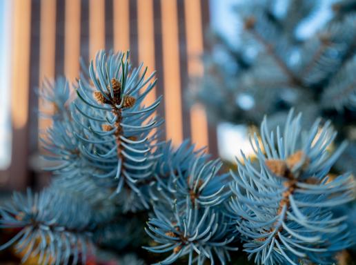 Pine tree closeup in foreground with DuBois library building in background