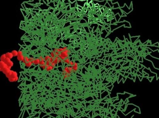 The pore structure is shown in green and the transported molecule in red. Image attributed to Muthukumar lab. The transport of large biomolecules through membranes is one the fundamental processes of life. 