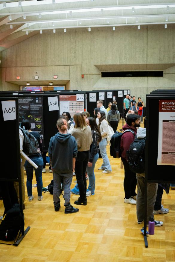 Posters and Presenters are gathered densely during MassURC 2024 at the University of Massachusetts