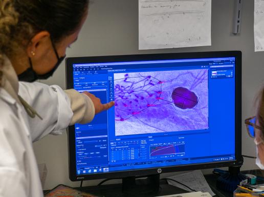 Students examine mammary gland tissue.
