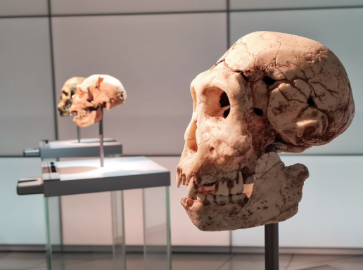 Skulls of human ancestors on display in a museum.
